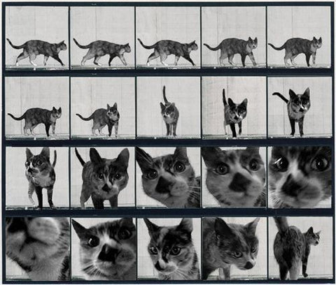 Le chat de muybrige se ballandant jusqu'à la rencontre de la camera.