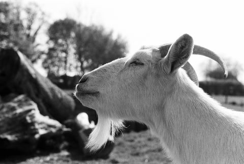 Ilford FP4 Plus 125 ISO - 35mm